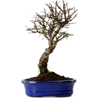 Ulmus parvifolia Nire, 22 cm, ± 10 años