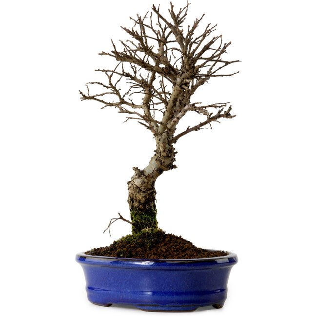 Ulmus parvifolia Nire, 22 cm, ± 10 anni