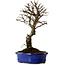 Ulmus parvifolia Nire, 22 cm, ± 10 ans