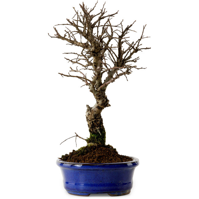 Ulmus parvifolia Nire, 22 cm, ± 10 Jahre alt