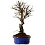 Ulmus parvifolia Nire, 22 cm, ± 10 years old