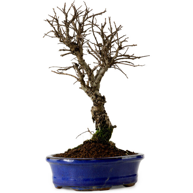 Ulmus parvifolia Nire, 22 cm, ± 10 years old