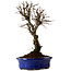 Ulmus parvifolia Nire, 22 cm, ± 10 ans