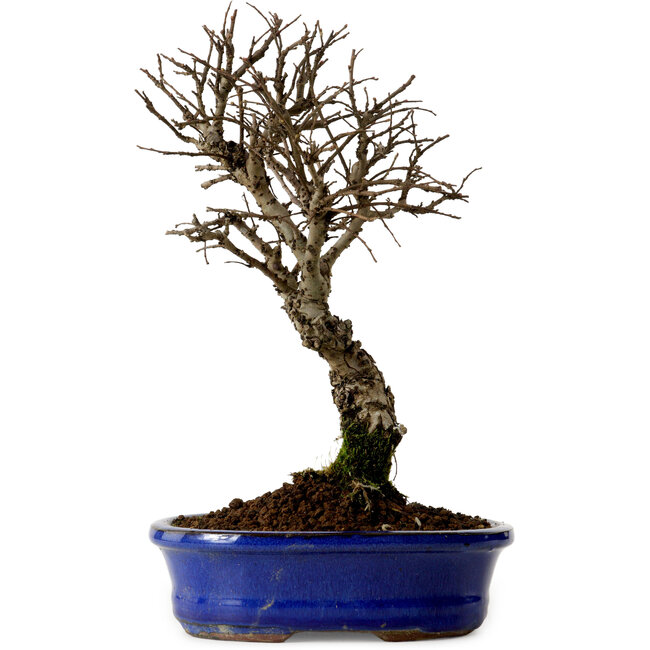 Ulmus parvifolia Nire, 22 cm, ± 10 jaar oud