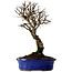 Ulmus parvifolia Nire, 22 cm, ± 10 ans