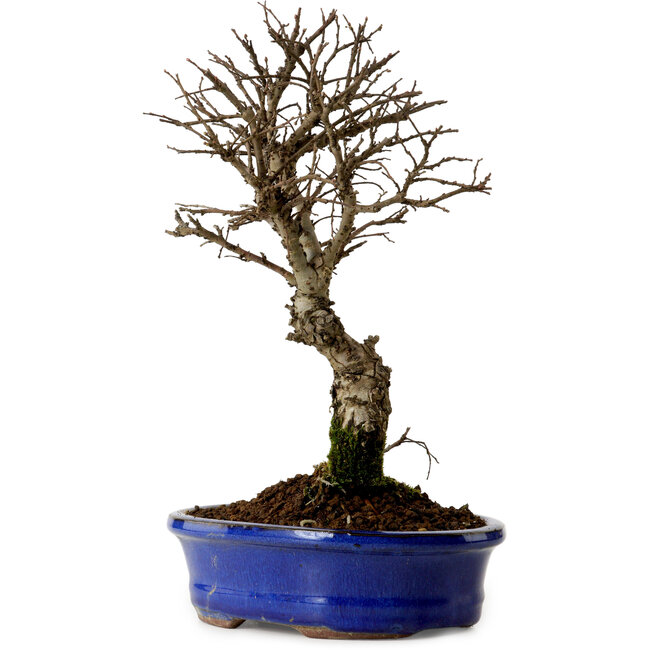 Ulmus parvifolia Nire, 22 cm, ± 10 anni