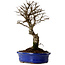 Ulmus parvifolia Nire, 22 cm, ± 10 ans