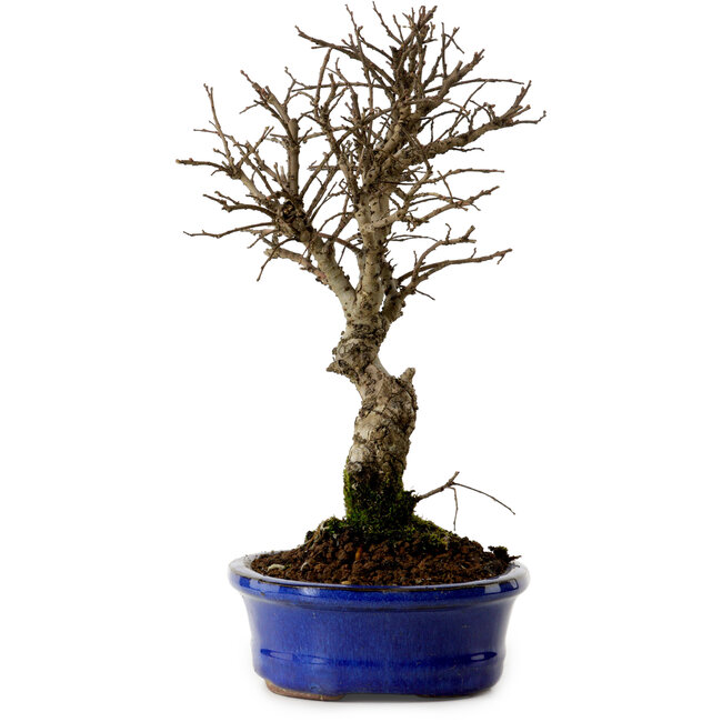 Ulmus parvifolia Nire, 22 cm, ± 10 Jahre alt