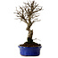 Ulmus parvifolia Nire, 22 cm, ± 10 years old