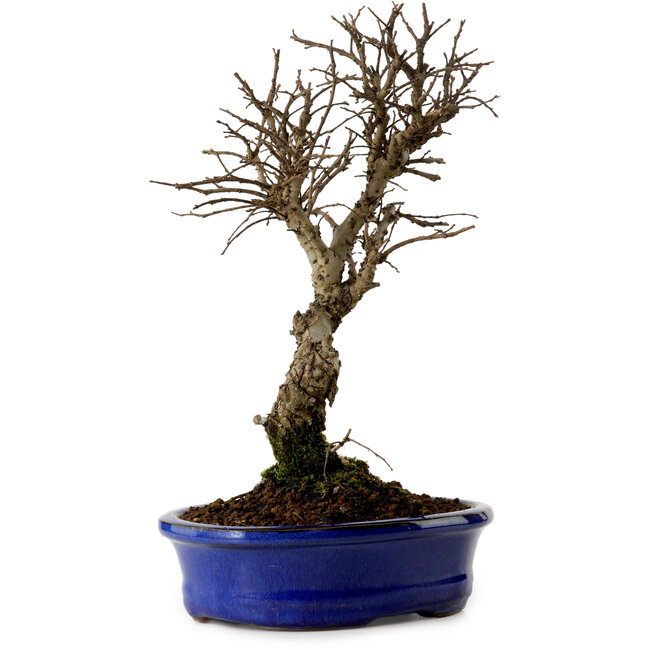 Ulmus parvifolia Nire, 22 cm, ± 10 anni