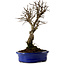 Ulmus parvifolia Nire, 22 cm, ± 10 ans