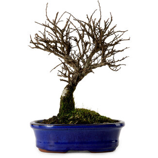 Ulmus parvifolia Nire, 22 cm, ± 10 years old