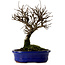 Ulmus parvifolia Nire, 22 cm, ± 10 Jahre alt