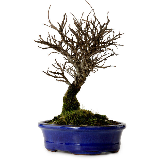 Ulmus parvifolia Nire, 22 cm, ± 10 jaar oud