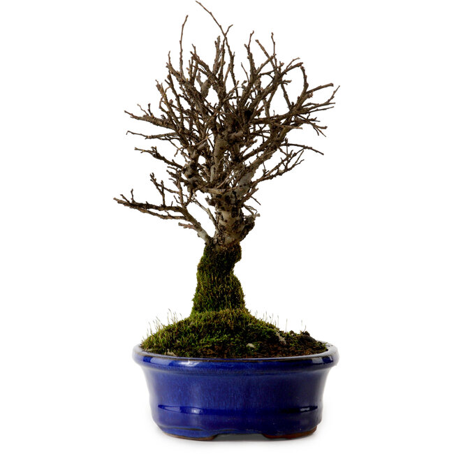 Ulmus parvifolia Nire, 22 cm, ± 10 anni