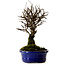 Ulmus parvifolia Nire, 22 cm, ± 10 years old