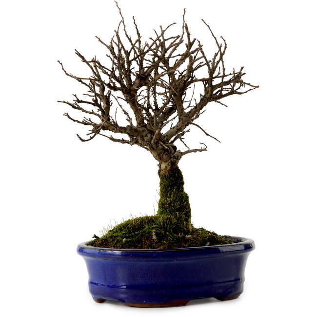 Ulmus parvifolia Nire, 22 cm, ± 10 jaar oud