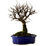 Ulmus parvifolia Nire, 22 cm, ± 10 ans
