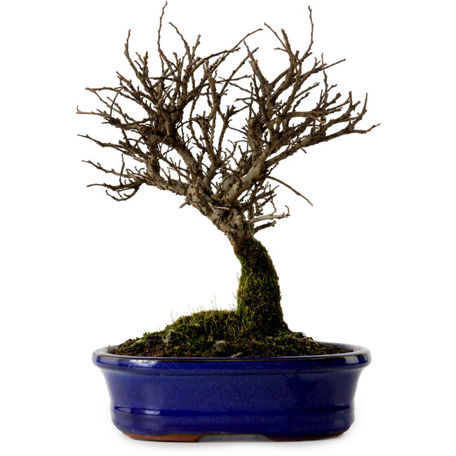 Ulmus parvifolia Nire, 22 cm, ± 10 ans