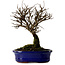 Ulmus parvifolia Nire, 22 cm, ± 10 Jahre alt