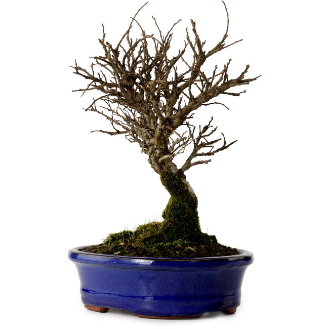 Ulmus parvifolia Nire, 22 cm, ± 10 jaar oud