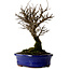 Ulmus parvifolia Nire, 22 cm, ± 10 ans