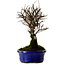 Ulmus parvifolia Nire, 22 cm, ± 10 years old