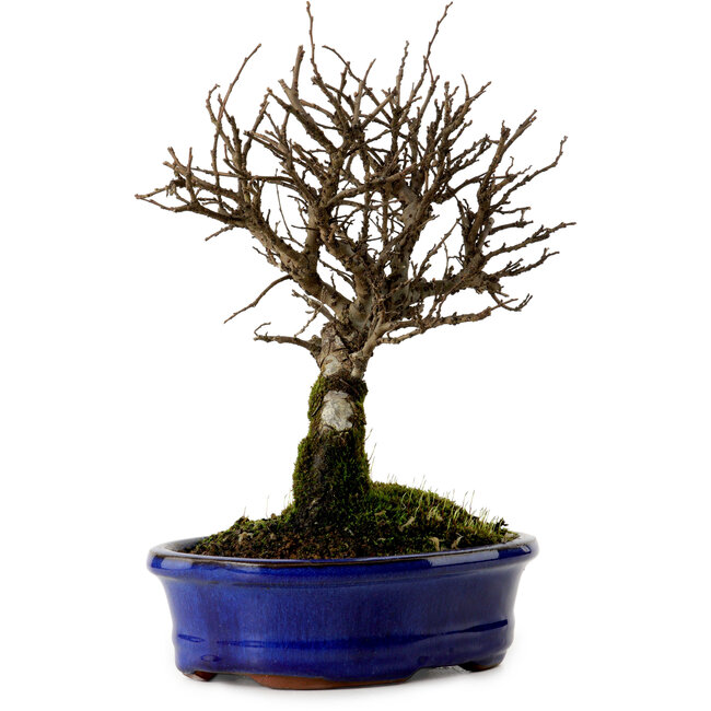 Ulmus parvifolia Nire, 22 cm, ± 10 anni