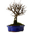 Ulmus parvifolia Nire, 22 cm, ± 10 years old