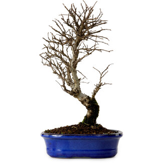 Ulmus parvifolia Nire, 22 cm, ± 10 Jahre alt