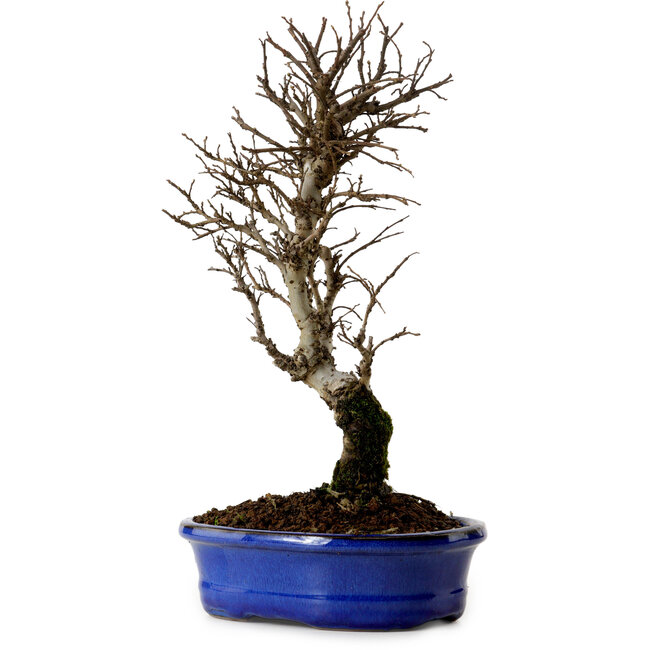 Ulmus parvifolia Nire, 22 cm, ± 10 ans