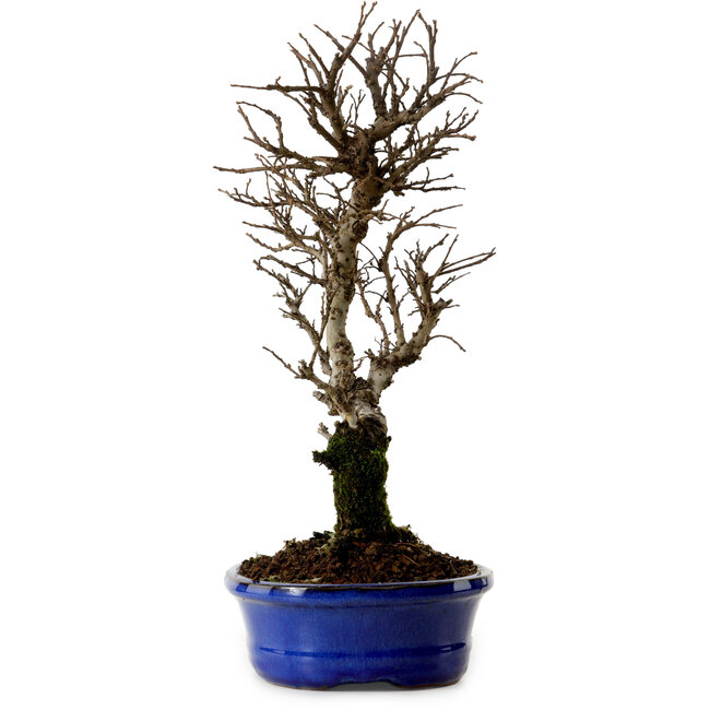 Ulmus parvifolia Nire, 22 cm, ± 10 anni