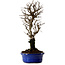 Ulmus parvifolia Nire, 22 cm, ± 10 ans