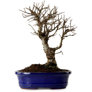 Ulmus parvifolia Nire, 22 cm, ± 10 jaar oud