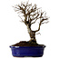 Ulmus parvifolia Nire, 22 cm, ± 10 ans