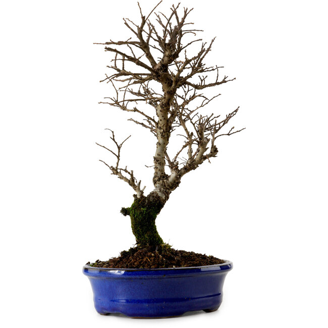 Ulmus parvifolia Nire, 22 cm, ± 10 years old