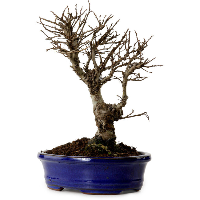 Ulmus parvifolia Nire, 22 cm, ± 10 anni