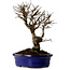 Ulmus parvifolia Nire, 22 cm, ± 10 years old