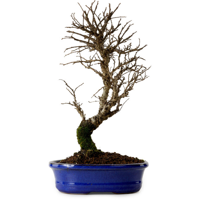 Ulmus parvifolia Nire, 22 cm, ± 10 Jahre alt