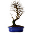 Ulmus parvifolia Nire, 22 cm, ± 10 Jahre alt