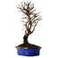 Ulmus parvifolia Nire, 22 cm, ± 10 years old