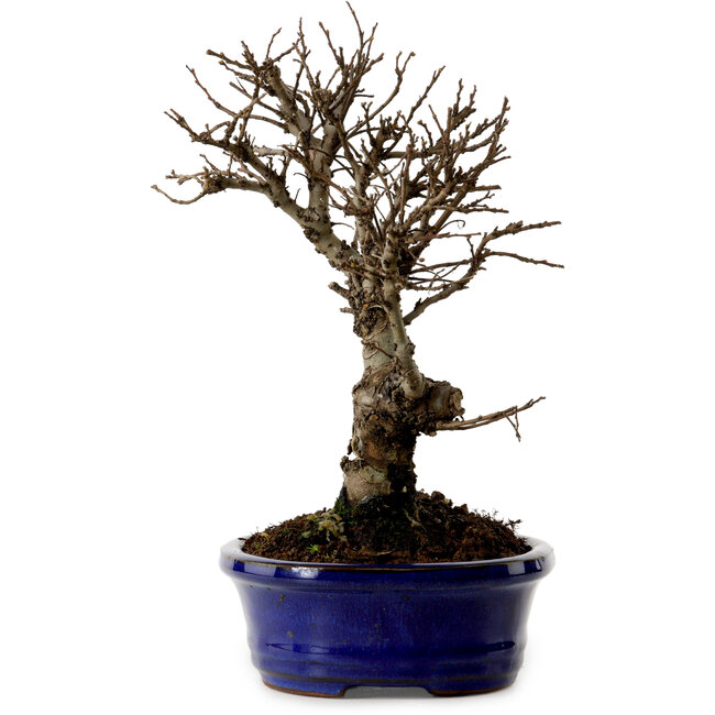 Ulmus parvifolia Nire, 22 cm, ± 10 Jahre alt