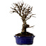 Ulmus parvifolia Nire, 22 cm, ± 10 ans