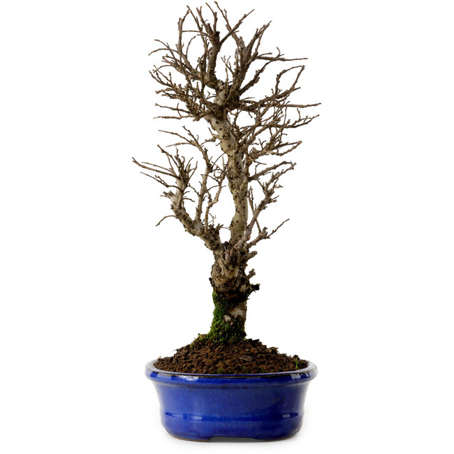 Ulmus parvifolia Nire, 22 cm, ± 10 Jahre alt