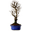 Ulmus parvifolia Nire, 22 cm, ± 10 years old