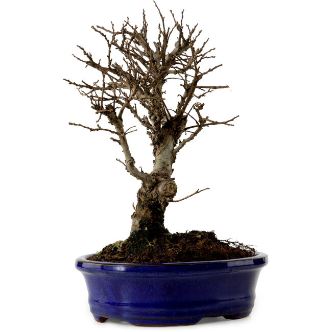 Ulmus parvifolia Nire, 22 cm, ± 10 Jahre alt