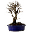 Ulmus parvifolia Nire, 22 cm, ± 10 years old
