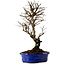 Ulmus parvifolia Nire, 22 cm, ± 10 Jahre alt