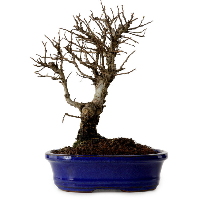 Ulmus parvifolia Nire, 22 cm, ± 10 Jahre alt