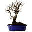 Ulmus parvifolia Nire, 22 cm, ± 10 years old